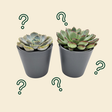 Load image into Gallery viewer, Assorted Potted Succulent Duo
