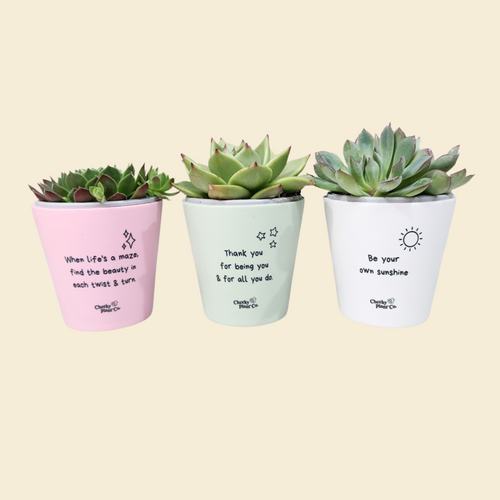 Trio Assorted Succulents in Positive Pots (11cmDx11cmH) - Sydney Only