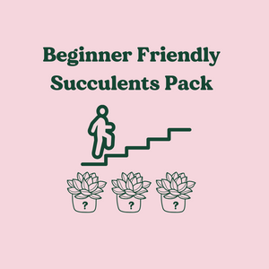 Beginner Friendly Succulents Pack (3 Assorted Succulents) - 100mm - Sydney Only