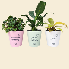 Load image into Gallery viewer, Trio Assorted Indoor Plants in Positive Pots (11cmDx11cmH) - Sydney Only
