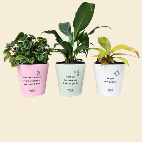 Trio Assorted Indoor Plants in Positive Pots (11cmDx11cmH) - Sydney Only