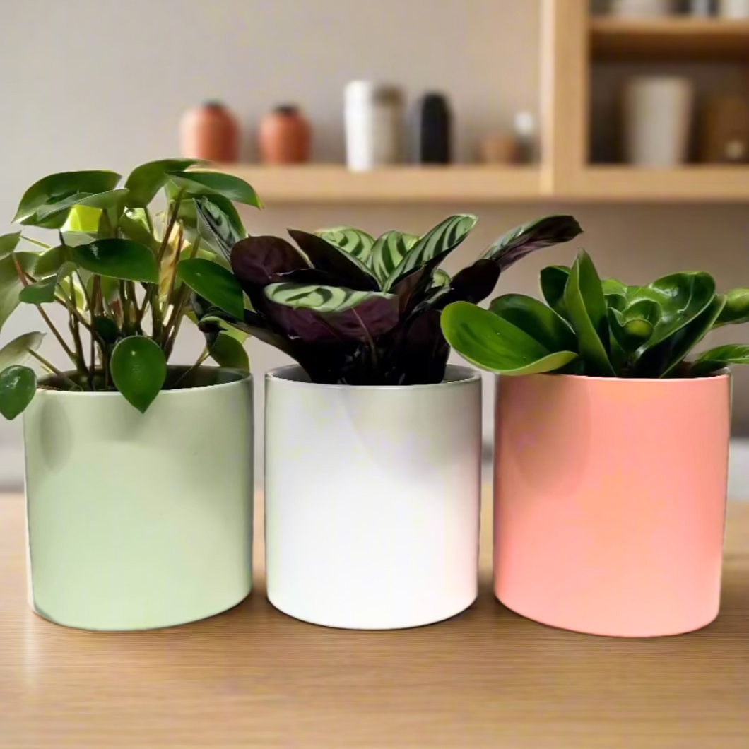 Potted Plants Trio Set - 120mm Ceramic Pots - Sydney Only