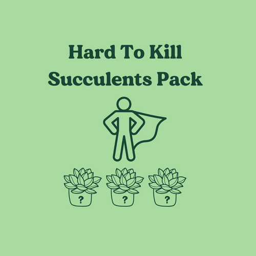 Hard to Kill Succulents Pack (3 Assorted Succulents) - 100mm