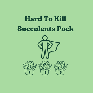 Hard to Kill Succulents Pack (3 Assorted Succulents) - 100mm