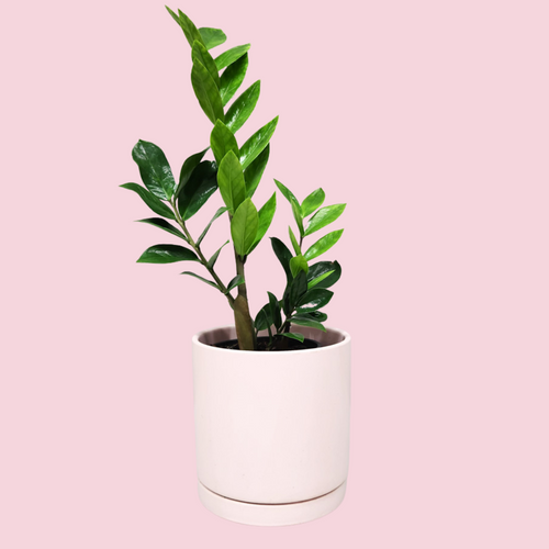 Assorted Indoor Plant in Light Pink Ceramic Pot (18cmDx18.5cmH) - Sydney Only