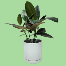 Load image into Gallery viewer, Assorted Indoor Plant in Sea Foam Ceramic Pot (18cmDx18.5cmH) - Sydney Only
