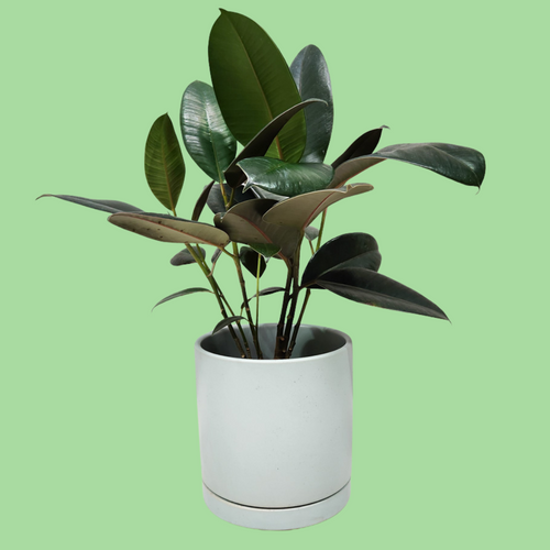Assorted Indoor Plant in Sea Foam Ceramic Pot (18cmDx18.5cmH) - Sydney Only