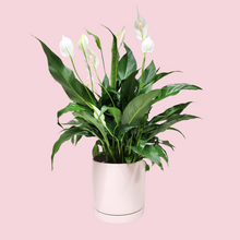 Load image into Gallery viewer, Spathiphyllum Peace Lily - 180mm Light Pink Ceramic Pot - Sydney Only
