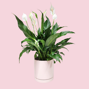 Spathiphyllum Peace Lily - 180mm Light Pink Ceramic Pot - Sydney Only