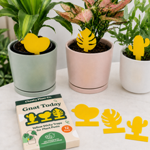 Load image into Gallery viewer, Gnat Today - Fungus Gnat Traps (Pack of 12) - Cheeky Plant Co.
