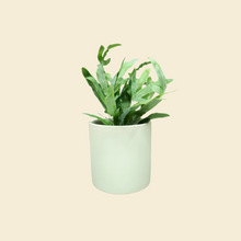 Load image into Gallery viewer, Assorted Indoor Plant in Sage Satin Ceramic Pot (12cmDx12.5cmH) - Sydney Only
