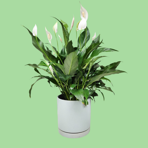 Spathiphyllum Peace Lily - 180mm Sea Foam Ceramic Pot - Sydney Only