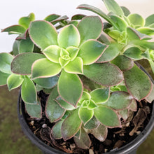Load image into Gallery viewer, Aeonium Tricolour &#39;Kiwi&#39; - 120mm
