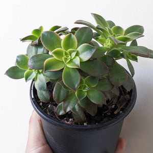 Aeonium Tricolour 'Kiwi' - 120mm