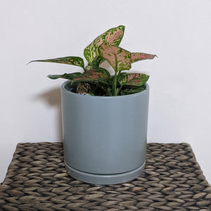 Aglaonema / Chinese Evergreen - 150mm Ceramic Pot - Sydney Only