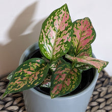Load image into Gallery viewer, Aglaonema / Chinese Evergreen - 150mm Ceramic Pot - Sydney Only
