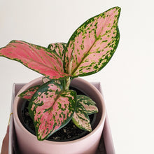 Load image into Gallery viewer, Aglaonema / Chinese Evergreen - 150mm Ceramic Pot - Sydney Only
