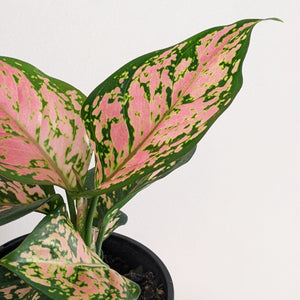 Aglaonema Red Valentine / Chinese Evergreen - 130mm
