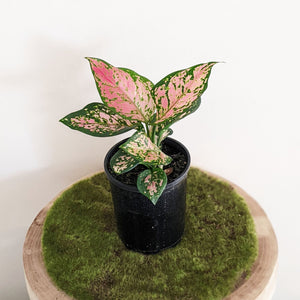Aglaonema Red Valentine / Chinese Evergreen - 130mm