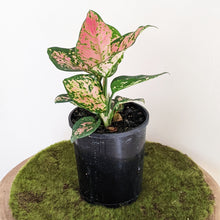Load image into Gallery viewer, Aglaonema Red Valentine / Chinese Evergreen - 130mm
