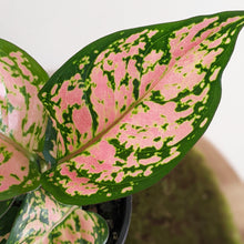 Load image into Gallery viewer, Aglaonema Red Valentine / Chinese Evergreen - 130mm
