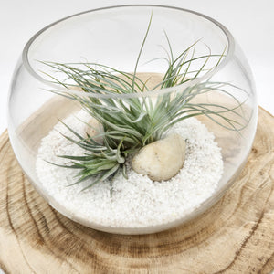 Air Plant Terrarium (12TDx18Dx14cm) - Sydney Only