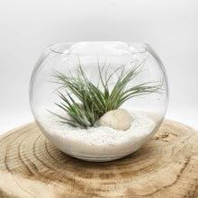 Load image into Gallery viewer, Air Plant Terrarium (12TDx18Dx14cm) - Sydney Only

