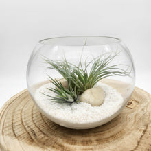 Load image into Gallery viewer, Air Plant Terrarium (12TDx18Dx14cm) - Sydney Only
