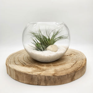Air Plant Terrarium (12TDx18Dx14cm) - Sydney Only