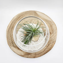 Load image into Gallery viewer, Air Plant Terrarium (12TDx18Dx14cm) - Sydney Only
