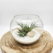 Load image into Gallery viewer, Air Plant Terrarium (12TDx18Dx14cm) - Sydney Only

