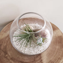 Load image into Gallery viewer, Air Plant Terrarium - Sydney Only
