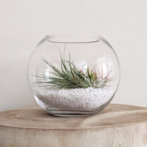 Air Plant Terrarium - Sydney Only