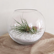 Load image into Gallery viewer, Air Plant Terrarium - Sydney Only
