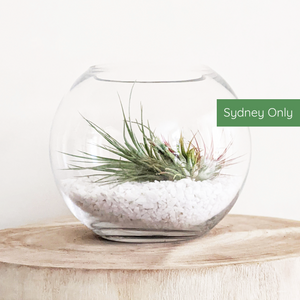Air Plant Terrarium - Sydney Only