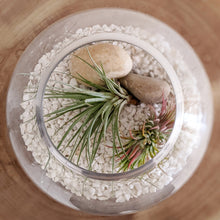 Load image into Gallery viewer, Air Plant Terrarium - Sydney Only
