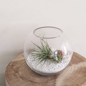 Air Plant Terrarium - Sydney Only