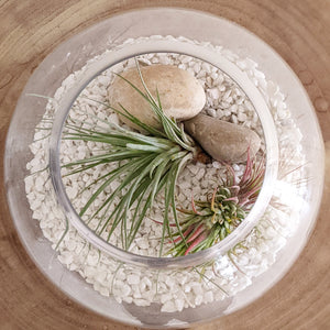 Air Plant Terrarium - Sydney Only