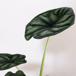 Alocasia Baginda Dragon Scale - 105mm