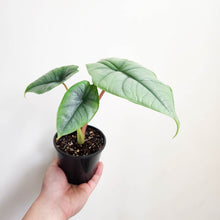 Load image into Gallery viewer, Alocasia Bisma Silver - 100mm

