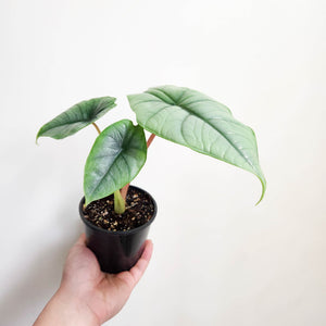 Alocasia Bisma Silver - 100mm