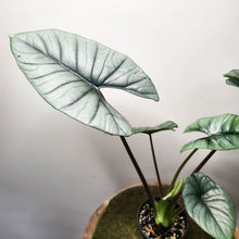 Load image into Gallery viewer, Alocasia Bisma Silver - 100mm
