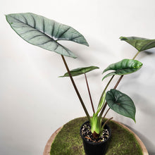 Load image into Gallery viewer, Alocasia Bisma Silver - 100mm
