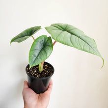 Load image into Gallery viewer, Alocasia Bisma Silver - 100mm

