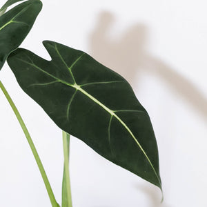 Alocasia Micholitziana 'Frydek' / Green Velvet - 100mm