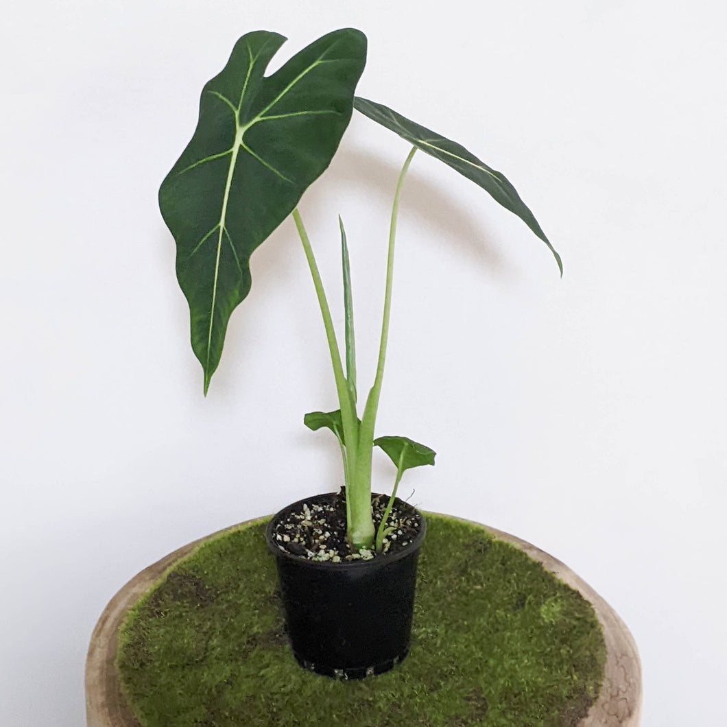 Alocasia Micholitziana 'Frydek' / Green Velvet - 100mm