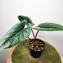 Load image into Gallery viewer, Alocasia Scalprum - 100mm
