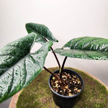 Load image into Gallery viewer, Alocasia Scalprum - 100mm
