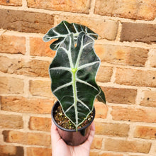 Load image into Gallery viewer, Alocasia amazonica - 105mm
