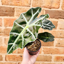 Load image into Gallery viewer, Alocasia amazonica - 105mm
